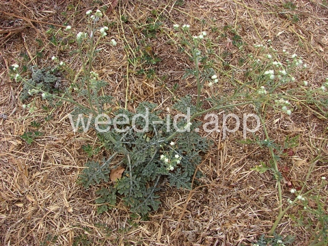 parthenium, ragweed